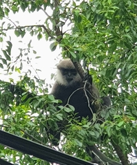 Semnopithecus vetulus nestor