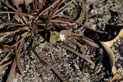Claytonia rubra rubra