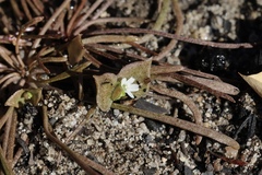 Claytonia rubra rubra