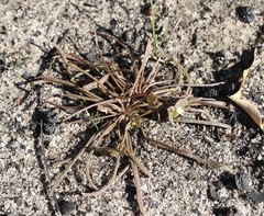 Claytonia rubra rubra