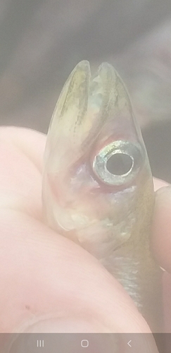Stokell's smelt (Stokellia anisodon) — Retropinnidae