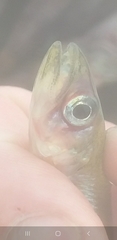 Stokells Smelt photo 2