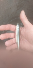 Stokells Smelt photo 1