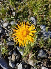 Pentanema orientale