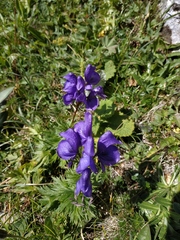 Aconitum nasutum