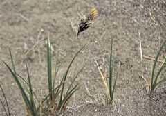 Carex moorcroftii