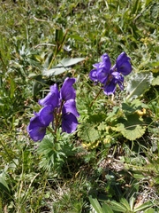 Aconitum nasutum