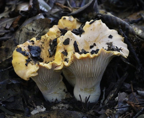 California Golden Chanterelle
