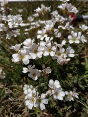 Gypsophila tenuifolia