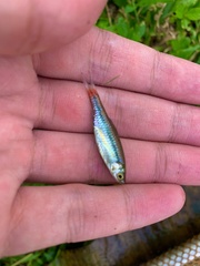 Rasbora borapetensis