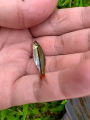 Rasbora borapetensis