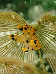 Thecacera