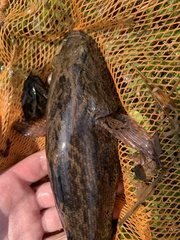 Oxyeleotris marmorata