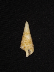 Rhinoclavis gemmata