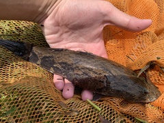 Oxyeleotris marmorata