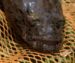 Oxyeleotris marmorata