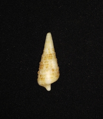 Rhinoclavis gemmata