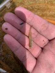 Rhinogobius similis