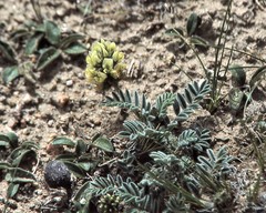Astragalus tulinovii