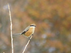 Lanius bucephalus