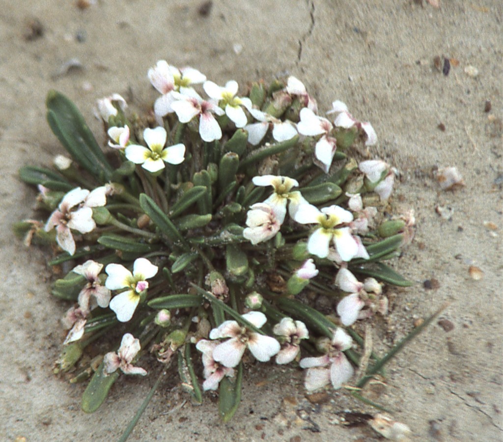 Pycnoplinthus