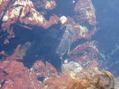 Clinocottus globiceps