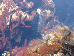 Clinocottus globiceps