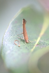 Glaphyristis marmarea