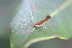 Glaphyristis marmarea