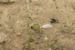 Actiniaria