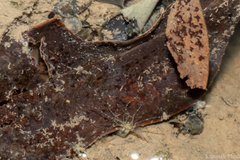 Actiniaria
