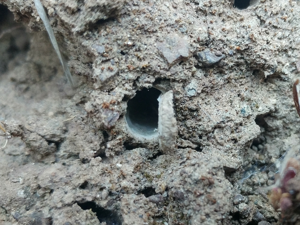 Thevenet's Trapdoor Spider