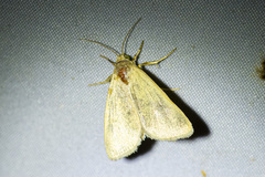 Heliocheilus