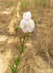 Conradina glabra
