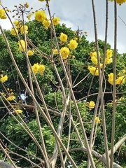 Cochlospermum vitifolium