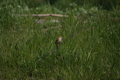 Lanius bucephalus