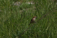 Lanius bucephalus