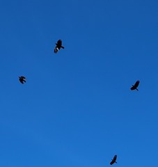 Corvus brachyrhynchos