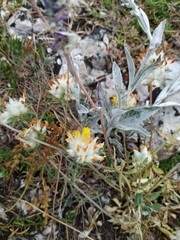 Anthyllis vulneraria boissieri