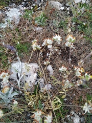 Anthyllis vulneraria boissieri