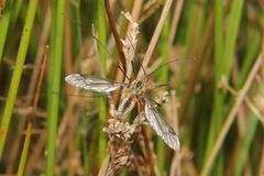 Leptotarsus vulpinus