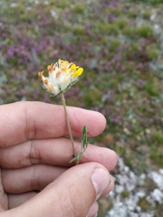 Anthyllis vulneraria boissieri
