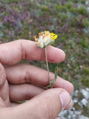 Anthyllis vulneraria boissieri