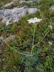 Seseli lehmannii