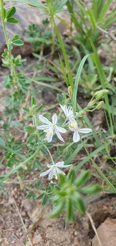 Trachyandra saltii