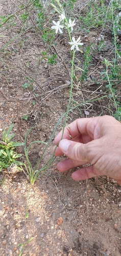 Trachyandra saltii