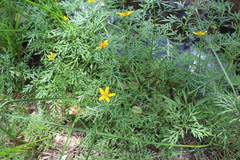 Bidens tenuisecta