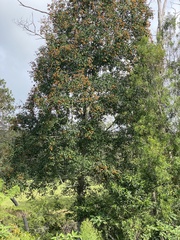 Pittosporaceae
