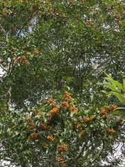 Pittosporaceae