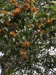 Pittosporaceae
